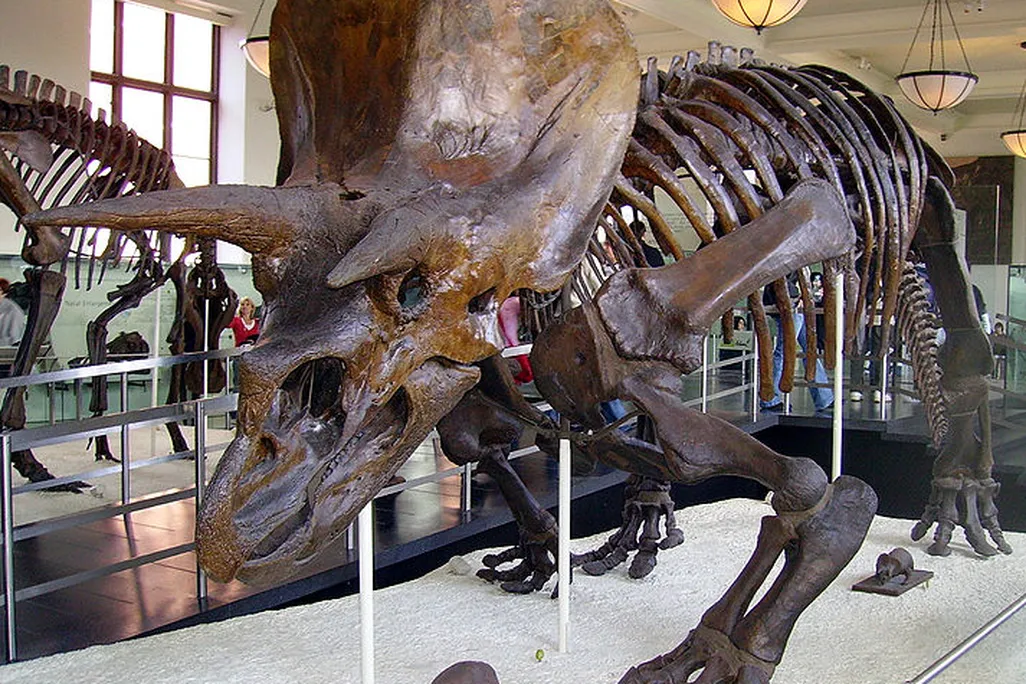 20110520083233713px-Triceratops_AMNH_01.jpg
