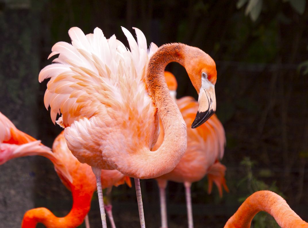 Photographic visit to Columbus, Ohio Zoo yielded this shot of a