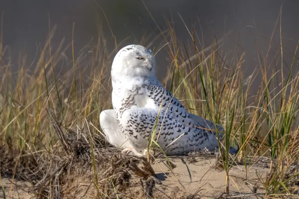 Snowy Owl on Watch. thumbnail