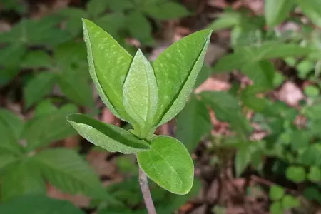 Sassafras leaves begin to grow. Both 19th-century Ohio farmer Thomas Mikesell and current Ohio State University ecologist Kellen Calinger-Yoak recorded important details about the plant.