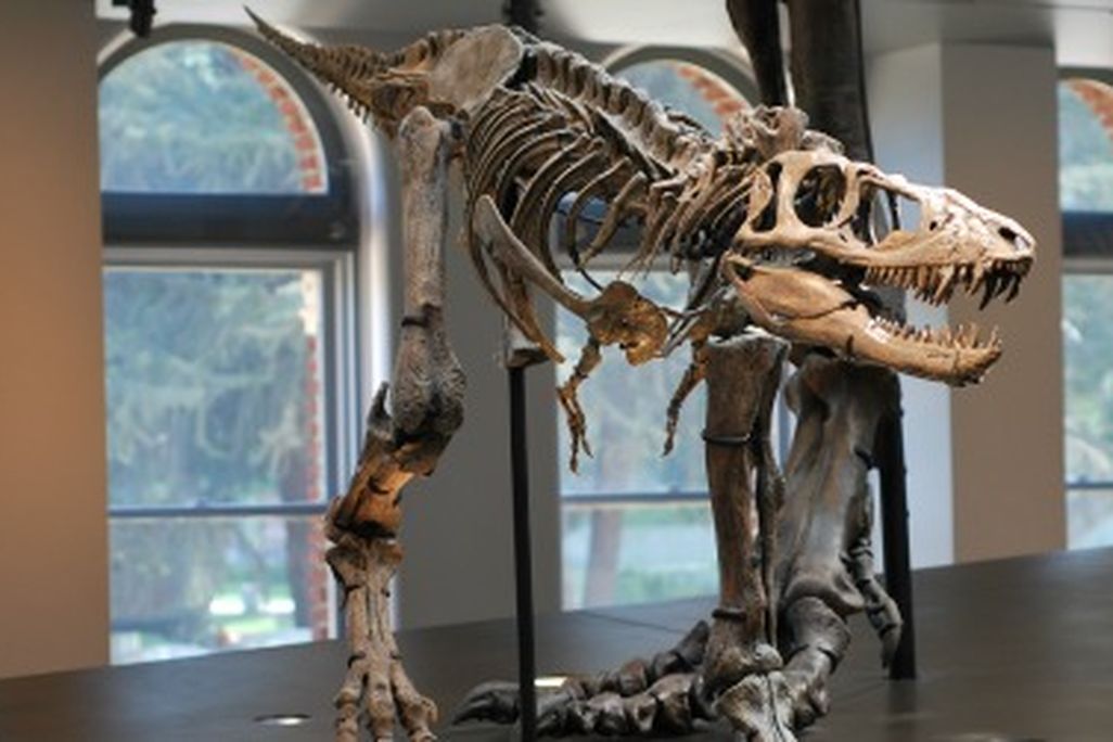 The reconstructed cast of a juvenile Tyrannosaurus in the NHMLA’s centerpiece Dinosaur Hall display.