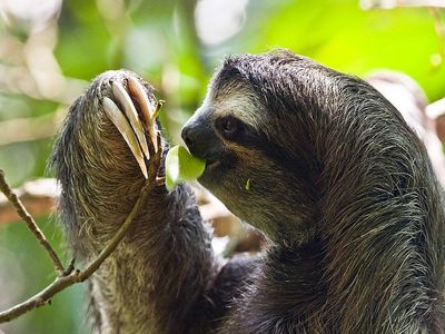 Sloths' slow-paced lifestyle is a survival strategy, not a sign of laziness