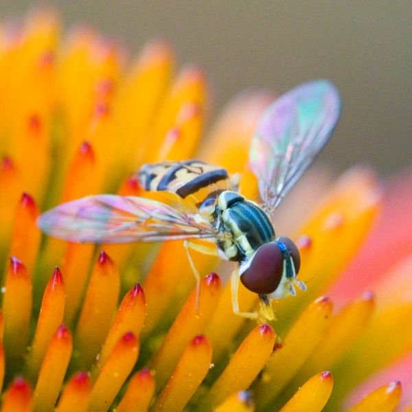 Hoverfly At Lunch thumbnail