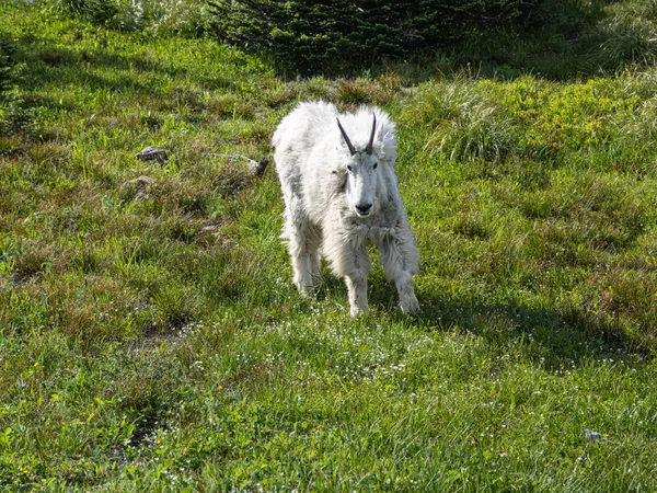 White Mountain Goat in Glacier National Park thumbnail
