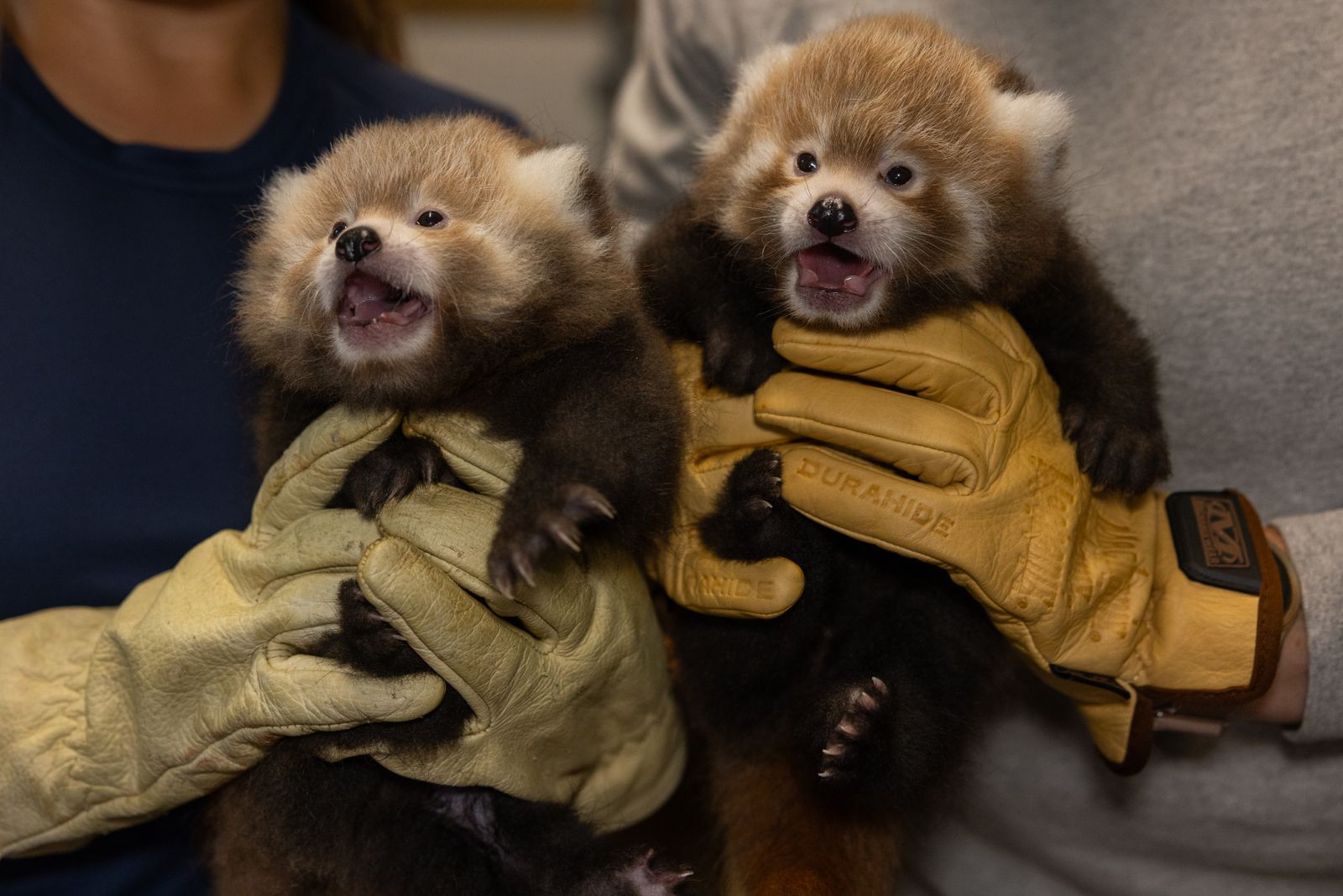 A red panda cub with rust-colored fur and white facial markings rests in a nest box at a conservation facility.