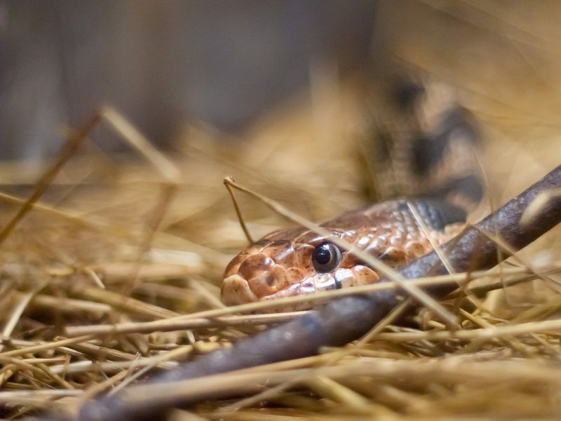 Snake hiding in hay Smithsonian Photo Contest Smithsonian Magazine