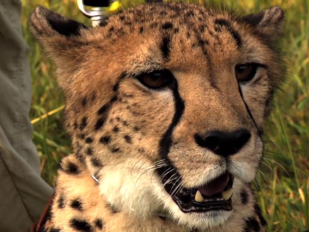 2012102610201910_26_2012_cheetah-filming.jpg