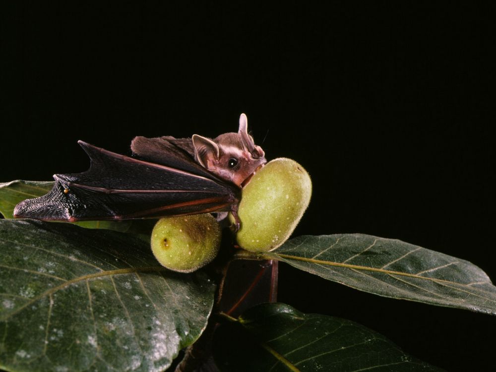 Get Up Close With Bat Specimens and More Natural History Programs This  October, Smithsonian Voices