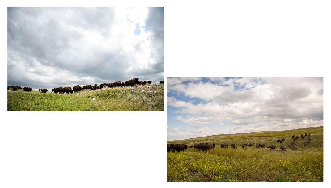 A herd of Fort Peck buffalo graze under the Montana sky