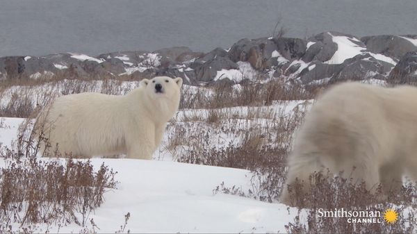Preview thumbnail for The Risky Way a Polar Bear Attack Victim Confronts Her Fear