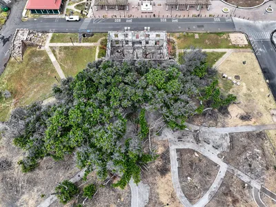 An aerial photograph of Lahaina's banyan tree taken on August 3, 2024. A wildfire devastated the town in August 2023.