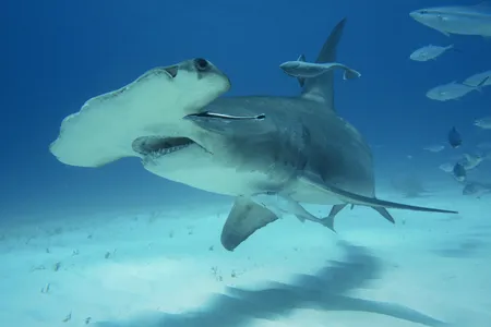 Hammerhead sharks have are considered critically endangered.


