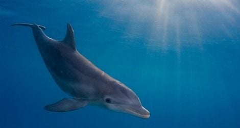 Bottlenose dolphins are good swimmers