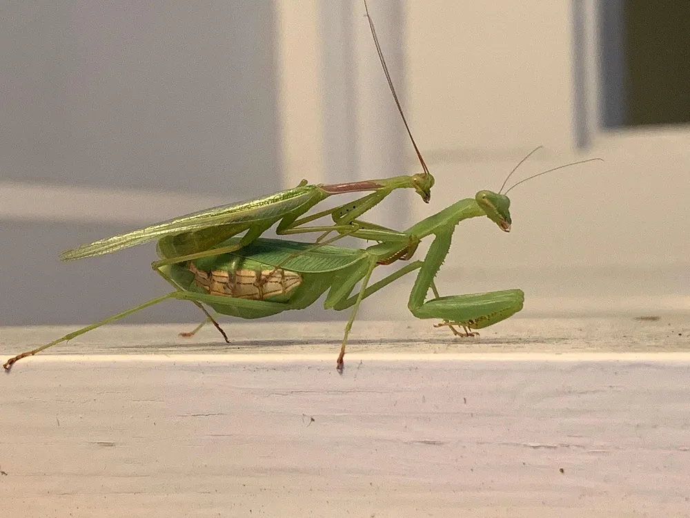 Two Springbok mantises mating on a window sill