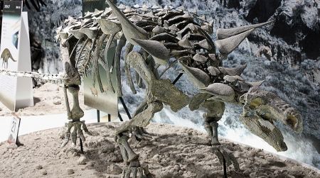 The nodosaur Animantarx. While this dinosaur is from Utah, it represents the sort of dinosaur that made the track found at the Maryland NASA campus.