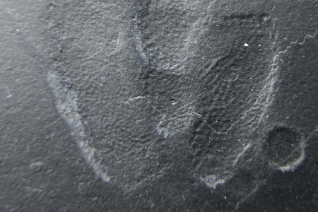 Conditions were ripe for fossil-making when this tiny dinosaur walked through the mud some 120 million years ago. In the lower right corner of this image, you can even see splash mark from a rain droplet.