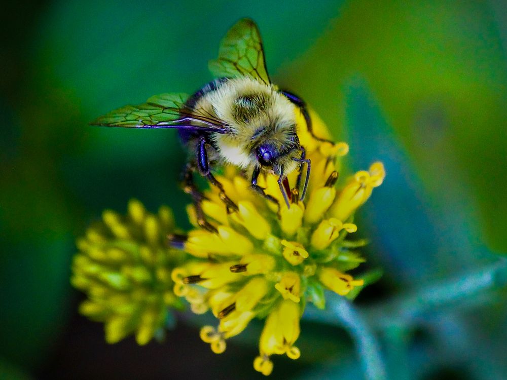 The Quiet Work of a Busy Bee | Smithsonian Photo Contest | Smithsonian ...