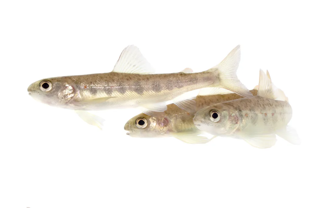 Three small fish against a white background