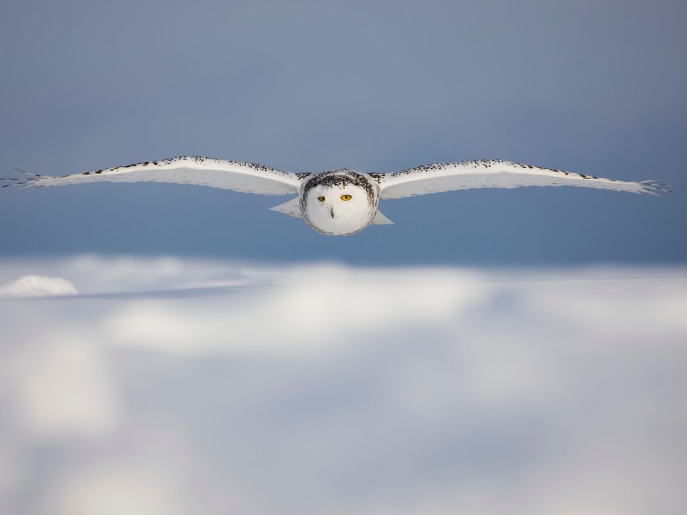 Snowy Owl