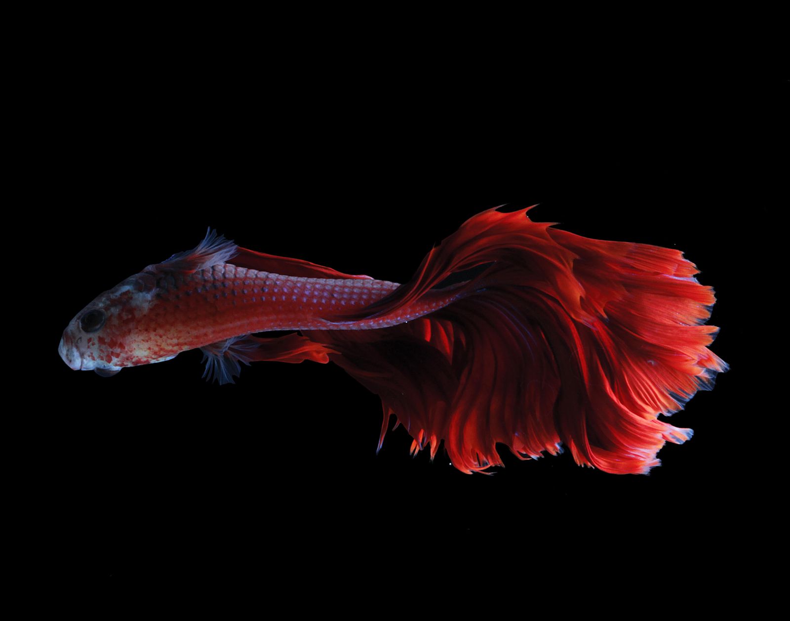 The Evolutionary Reason Why Fish Don't Swim Upside Down | Science|  Smithsonian Magazine