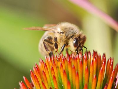 The expansion of the western honeybee gave rise to seven other lineages and 28 subspecies.