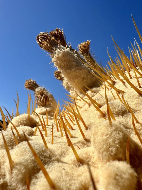 A Cactus Reaches for the Sun thumbnail