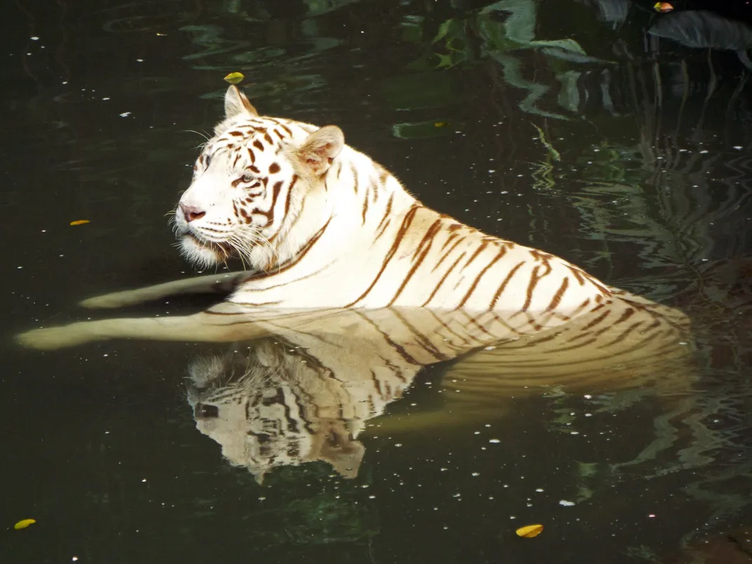 White Tiger lounging in a water pool | Smithsonian Photo Contest |  Smithsonian Magazine