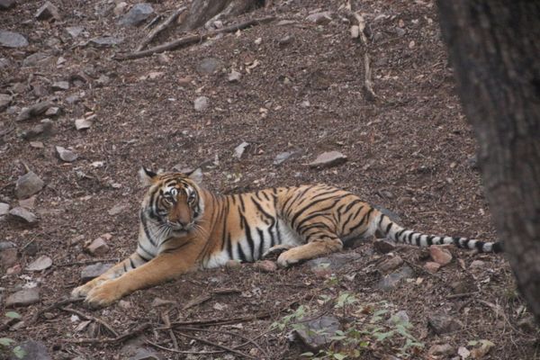 Tiger at Ranthambore National Park thumbnail