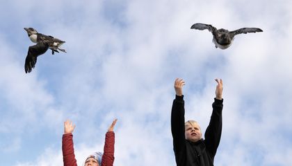 An Icelandic Town Goes All Out to Save Baby Puffins