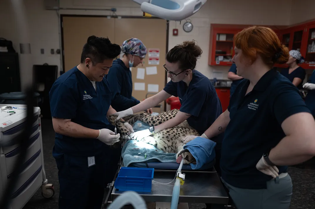 Veterinary teams work around a spotted cheetah laying on a padded operating table.