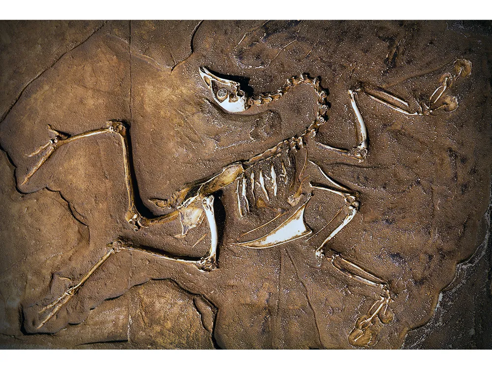 dinosaurs fossils