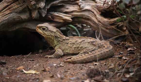 The Tuatara, Sphenodon punctatus, is a unique reptile found in New Zealand. New research suggests the species has two mitochondrial genomes. (Robert Sprackland)