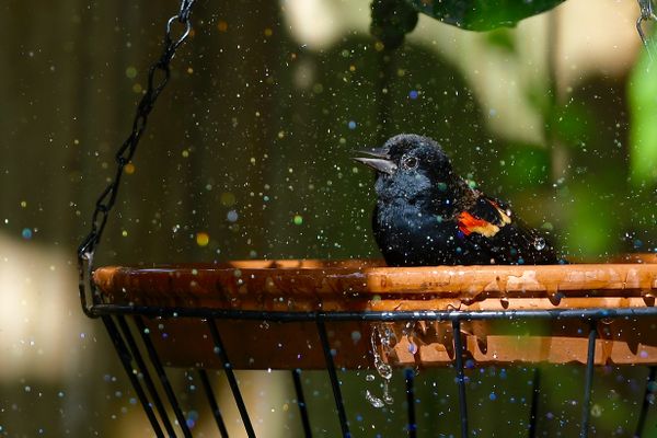 Rainbow Droplets for Red-Winged Blackbird thumbnail