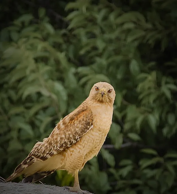 When the Wilderness Stares Back thumbnail