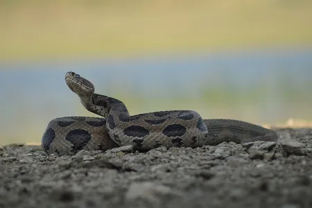 The project aims to map the "Big Four," or the four most common venomous snakes in India—the spectacled cobra, saw-scaled viper, Russell’s viper (shown here) and common krait.
