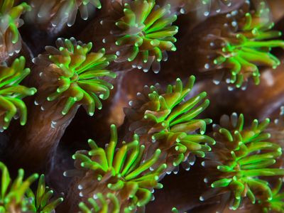 On Earth, creatures from sharks to snails to these coral polyps light up the darkness. Are glowing aliens really that far-fetched?