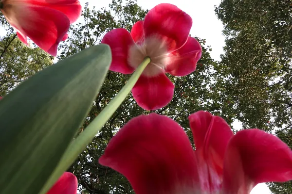 An ant’s-eye view of the tulips. thumbnail