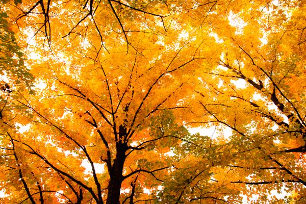 Maple trees in autumn thumbnail