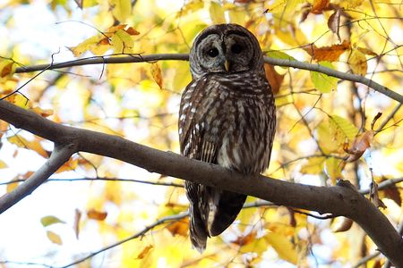 Participate in the City Nature Challenge by spotting and recording animals and plants in your city starting Apr 30. (Katja Schulz)