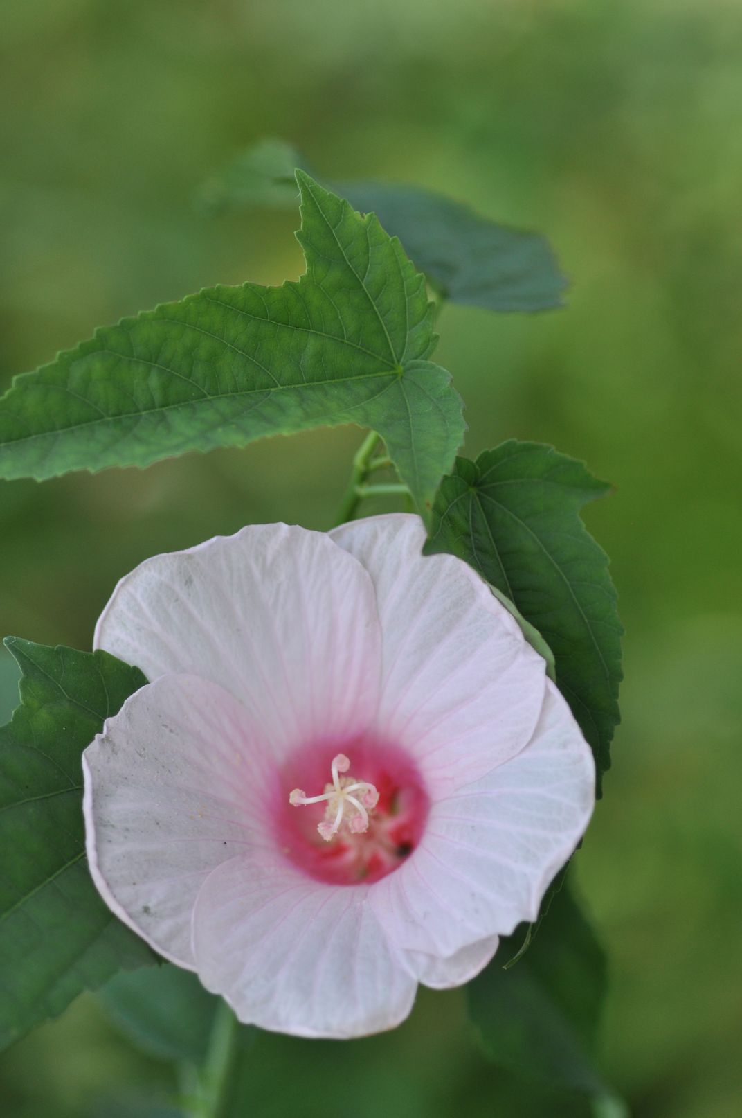 this-is-a-marsh-mallow-plant-on-the-banks-of-the-susquehanna-river-it