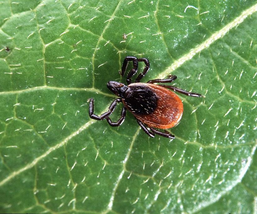 An image of a deer tick sitting on a green leaf.