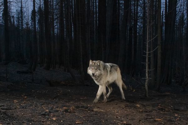 Lassen Pack Wolf Emerging from the Dixie Fire thumbnail
