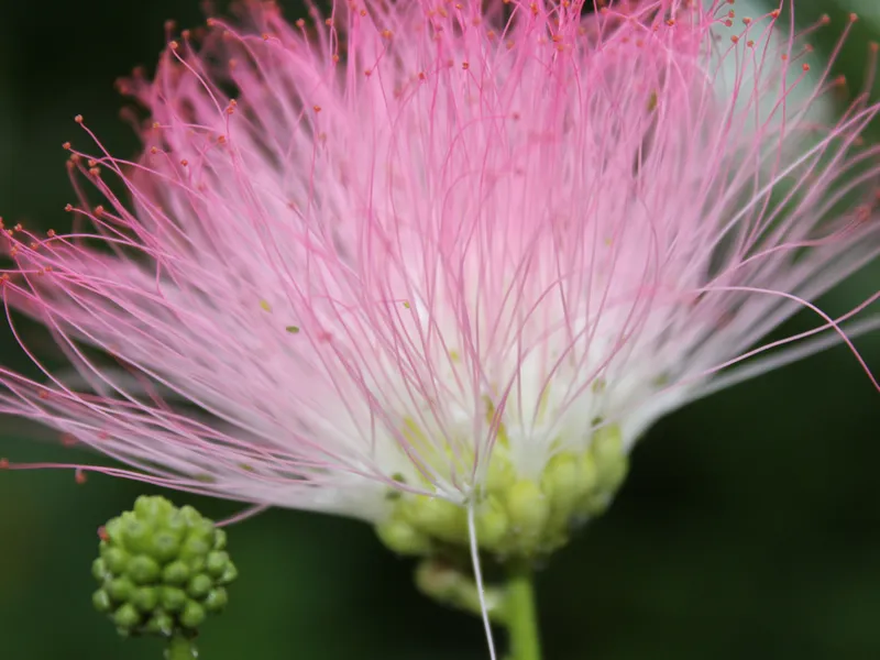 fluffy-pink-flower-on-a-tree-smithsonian-photo-contest-smithsonian
