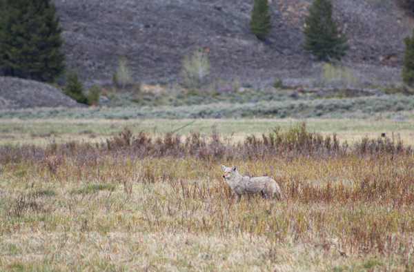 Red Wolf in Yellowstone thumbnail