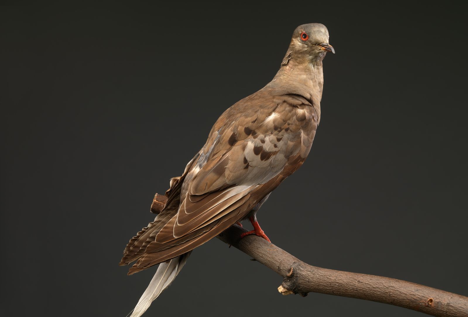 These Five Birds Have Disappeared Forever. Their History Offers a Valuable Lesson for the Future