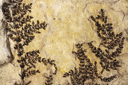 Montsechia’s origins in freshwater lakes challenge the idea that flowers evolved on land before moving into water.