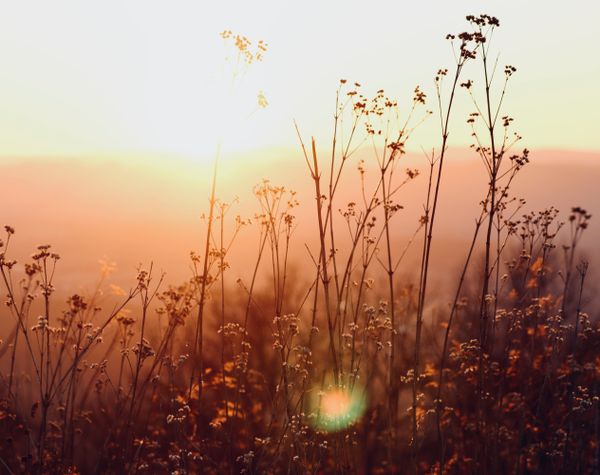 Sunset through the brush thumbnail