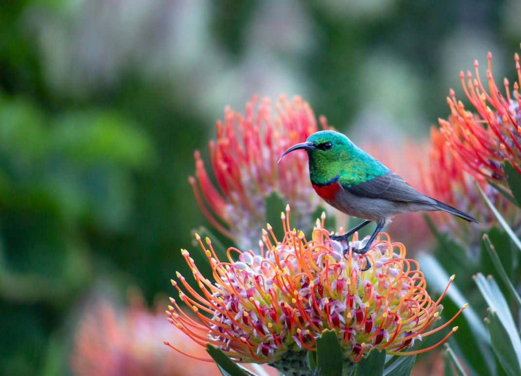 A sunbird on a pincushion protea in Kirstenbosch National Botanical Garden, Cape Town