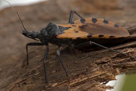 Blood-sucking kissing bugs carry the parasite that causes Chagas disease, a malady that plagues some 9 million people in Latin America.