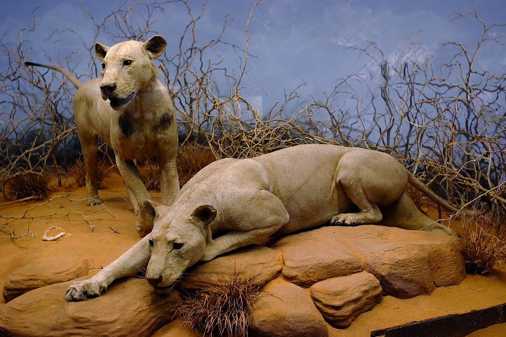 Taxidermied lions in a museum